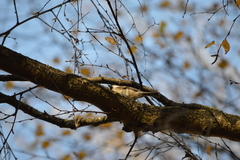 Poecile palustris