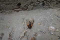 Cicadatra querula