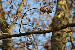 Poecile palustris