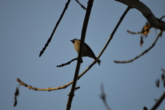 Poecile palustris