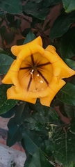 Solandra maxima
