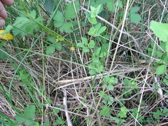 Lotus uliginosus