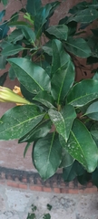 Solandra maxima