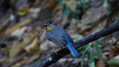 Cyornis sumatrensis