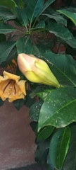 Solandra maxima