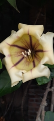 Solandra maxima