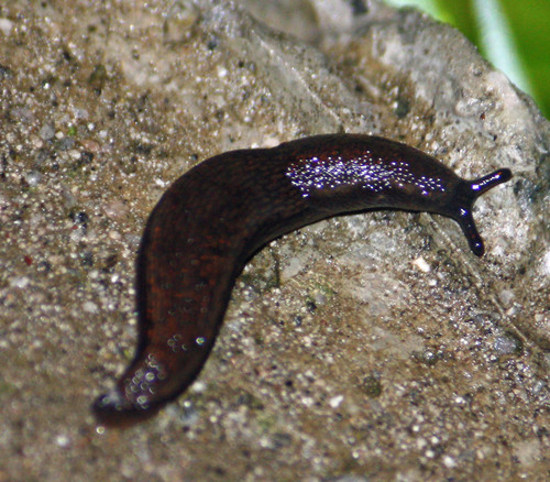 雙線歐洲蛞蝓 (臺灣的蝸牛) · iNaturalist