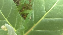 Danaus chrysippus