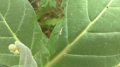 Danaus chrysippus