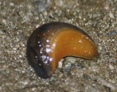 Arion distinctus