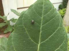 Carrhotus viduus