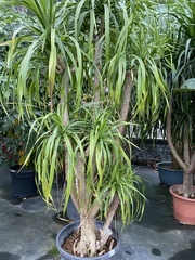 Dracaeneae