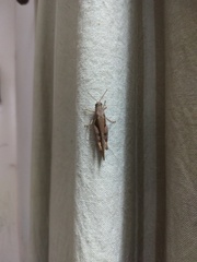 Acrididae