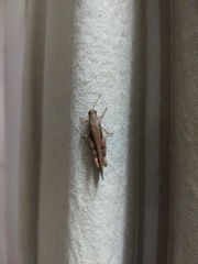 Acrididae