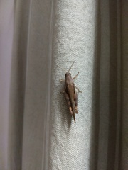 Acrididae