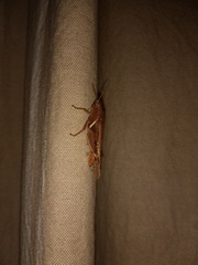 Acrididae