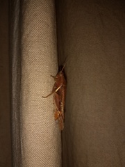 Acrididae