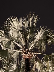Arecaceae