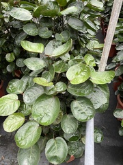 Polyscias balfouriana