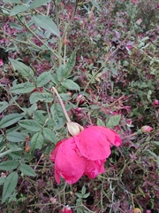 Rosa chinensis