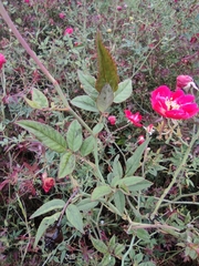 Rosa chinensis