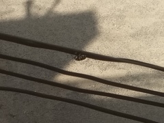 Scarabaeidae