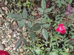 Rosa chinensis