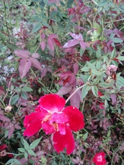 Rosa chinensis