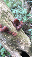 Auricularia auricula-judae