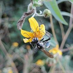 Eremnophila