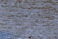 Tachybaptus ruficollis poggei