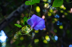 Ipomoea splendor-sylvae