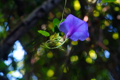 Ipomoea splendor-sylvae