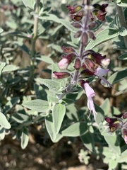 Syncolostemon incanus