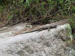 Sceloporus sugillatus