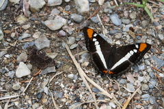 Adelpha bredowii