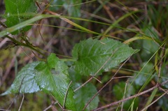 Eurybia chlorolepis