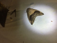 Bastilla copidiphora