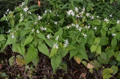 Eurybia chlorolepis