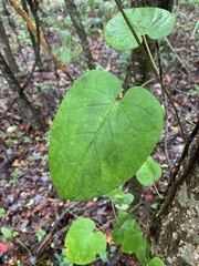 Matelea carolinensis