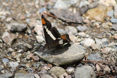 Adelpha bredowii