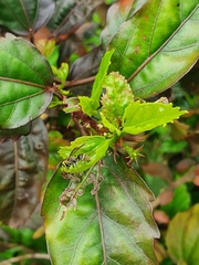 Protonectarina sylveirae