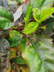 Protonectarina sylveirae