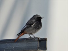 Phoenicurus ochruros