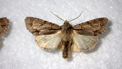 Acronicta psi