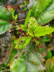 Protonectarina sylveirae