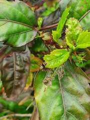 Protonectarina sylveirae