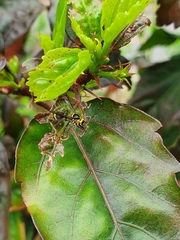 Protonectarina sylveirae