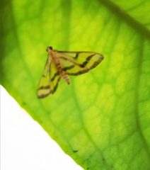Perisyntrocha anialis