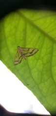 Perisyntrocha anialis